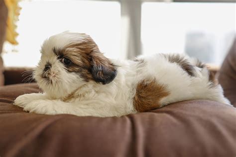 Shih Tzu PUPPIES - The good shepherd kennel