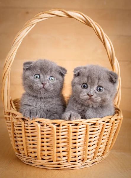 The gray color Scottish fold cats sits in a wicker basket. A playful ...