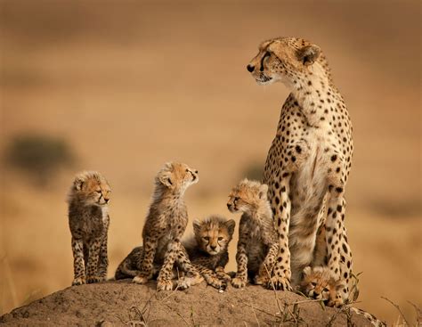 Big Cat Initiative Data Helps Scientists to List Cheetahs as Endangered