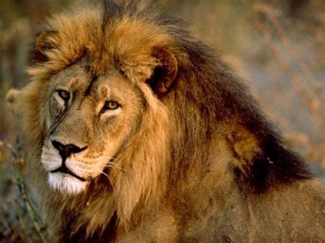 General Knowledge: Lion