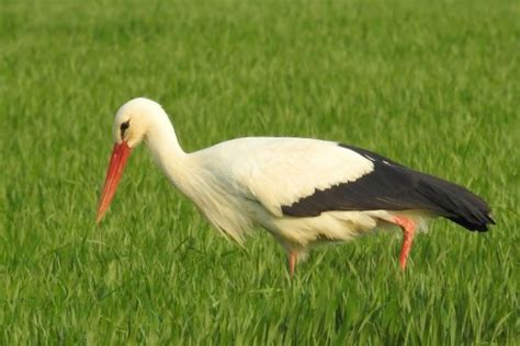 Darmowe Zdjęcia : Natura, ptak, skrzydło, łąka, dzikiej przyrody