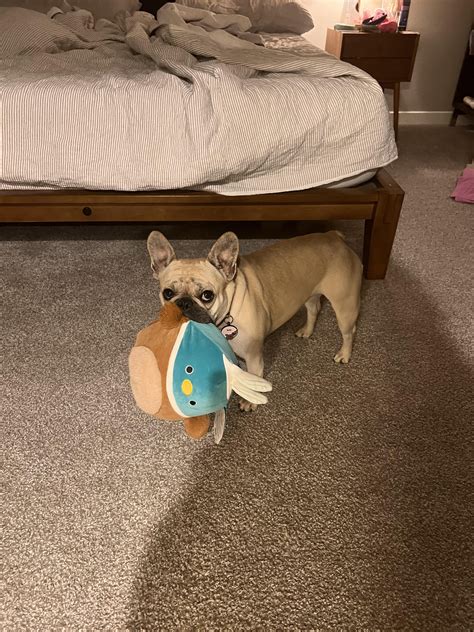 The surprising way Angel vue caught a package thief red handed 2