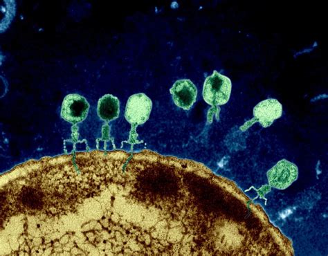 Electron microscope showing bacteriophage docking and inserting its DNA ...