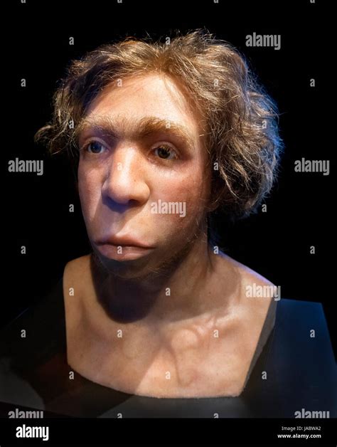 neanderthal men  res stock photography  images alamy