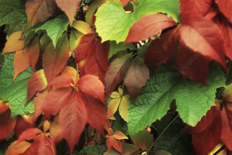 grapevine leafs vitis vinifera stock image  science