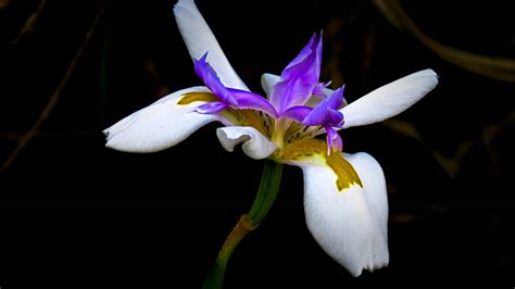 wild iris  bgai  deviantart
