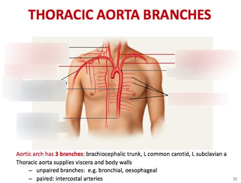 thoracic aorta branches Diagram | Quizlet