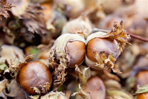 American Hazelnut Tree | Ison's Nursery & Vineyard