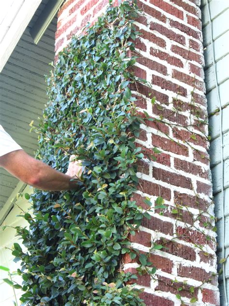 How to Trim Creeping Fig | Miss Smarty Plants