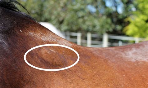 Treating Saddle Sores in Horses: A Comprehensive Guide | Horse Saddle Shop