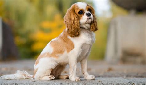 The Ultimate Guide: The Cavalier King Charles Spaniel's Temperament And ...