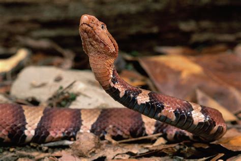 'Never been so scared': Venomous copperhead snake bites 5-year-old boy at Texas home