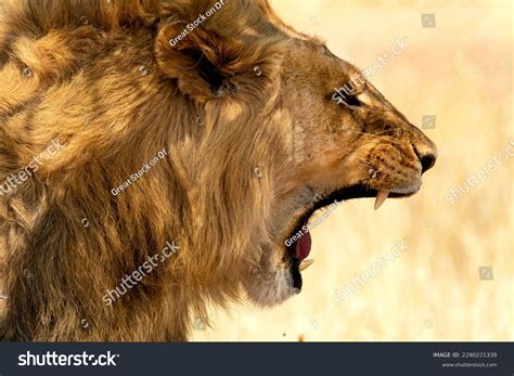 lion roaring profile lion roaring   savannah