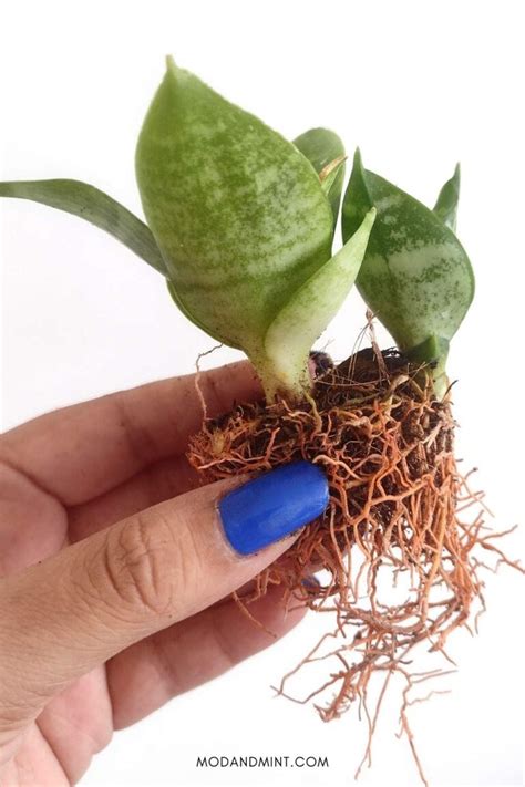 Bird's Nest Snake Plant Care - How to Grow a Sansevieria Hahnii