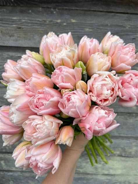 how to grow dahlias from bulbs 13