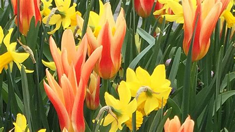 10 Types of Tulips in Holland | ExpatINFO Holland