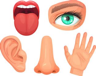 senses icons royalty  vector image vectorstock