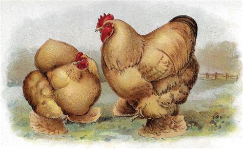 Poultry Breeds - Livestock - Small Farmer's JournalSmall Farmer's Journal