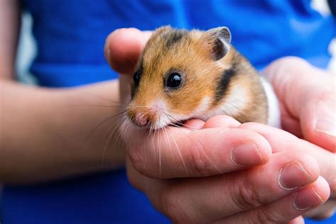 50 Fascinating Facts About Hamsters: 2024's Ultimate Guide