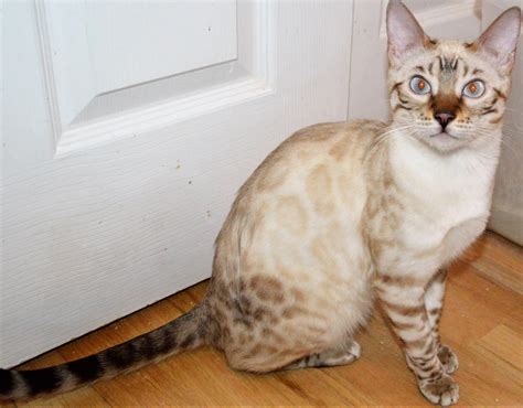 Blue Eyed Snow Bengal Kittens
