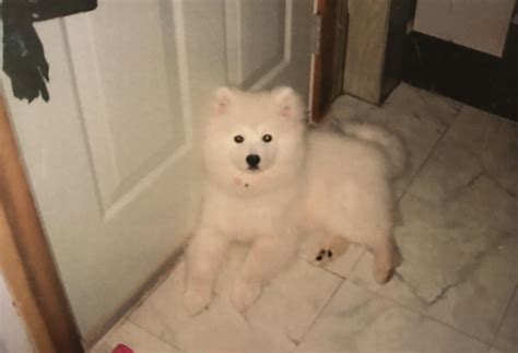 Tomorrow marks a year since we said goodbye to my forever puppy, Ice