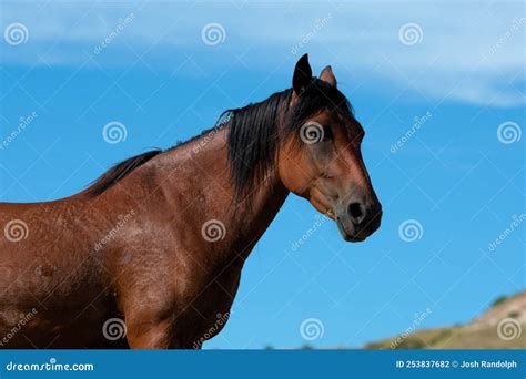 Wild Horses at Theodore Roosevelt National Park Stock Photo - Image of ...