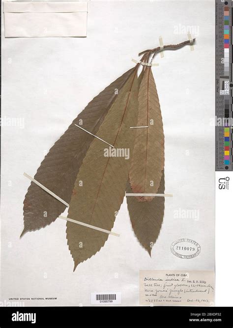 Dillenia indica L Dillenia indica L Stock Photo - Alamy