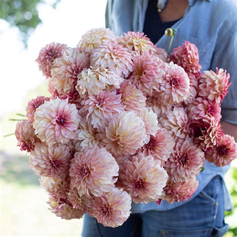dahlia kas mocha katie floret library
