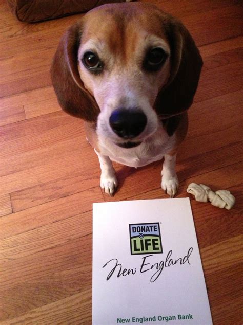 Can Dogs Donate Organs