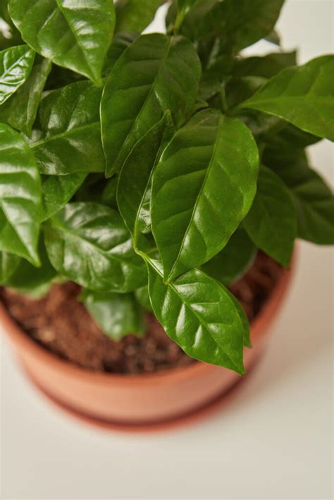 Buy Potted Coffee Plant Indoor Plant | Bloomscape