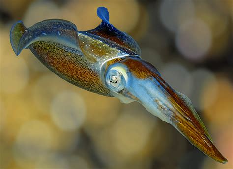 Make a Squid Print - Science Friday