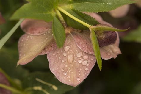Pink Helleborus with water droplets #32 | Cleary Fine Art Photography