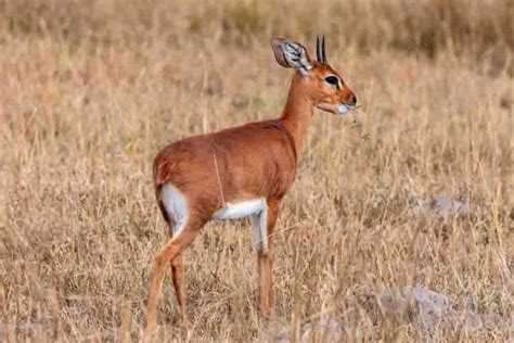 Desert Animals: 34 Animals That Thrive In The Desert