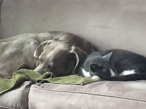 Pals : r/weimaraner