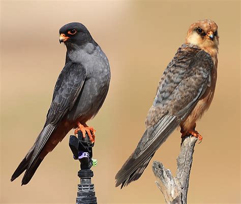 Кобчик (Falco vespertinus)
