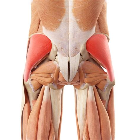 Glute Medius Trigger Points | How To Locate And Self-Treat