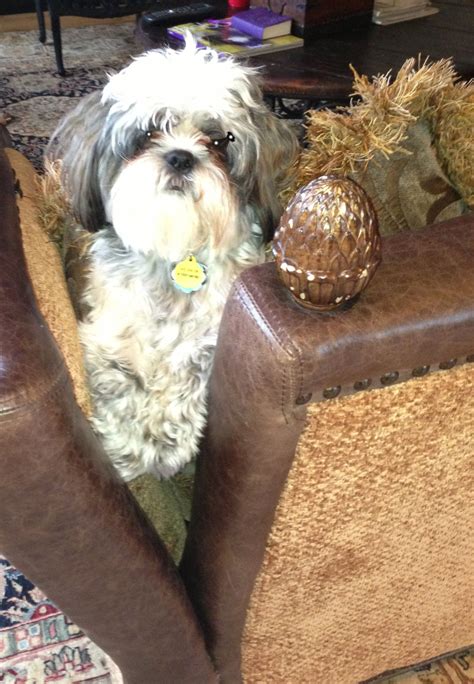 Shih Tzu Rocky Being Playful