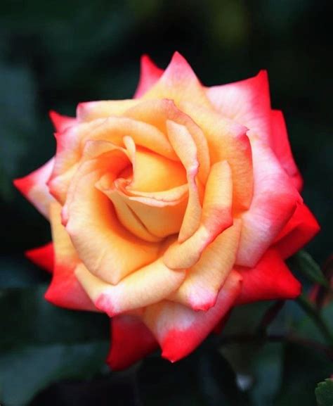 pin  petra duenas su flores bonitas fiori arte