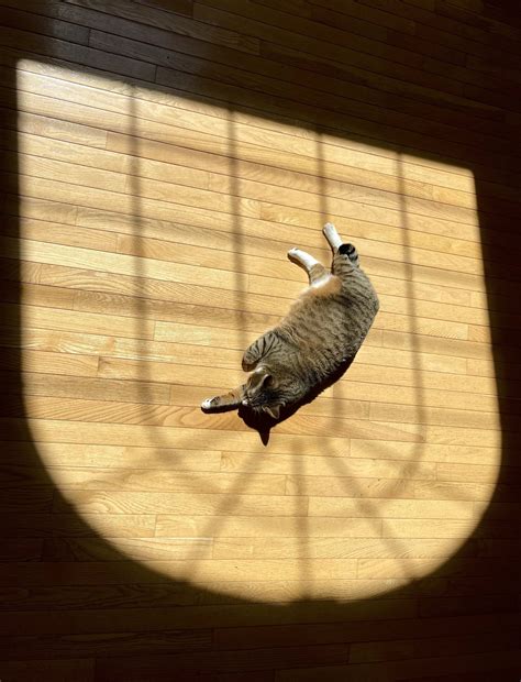 Misty Gates Princess Leia