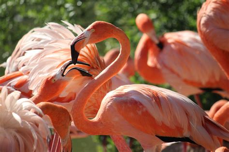 Flamingos Birds Nature - Free photo on Pixabay - Pixabay