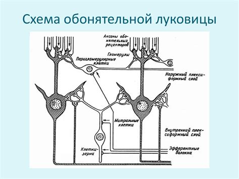 Обонятельная система - презентация онлайн