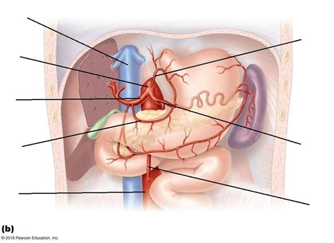 Ab arteries Diagram | Quizlet