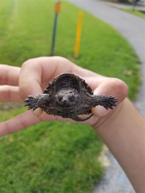 baby alligator snapping turtle care - Bette English