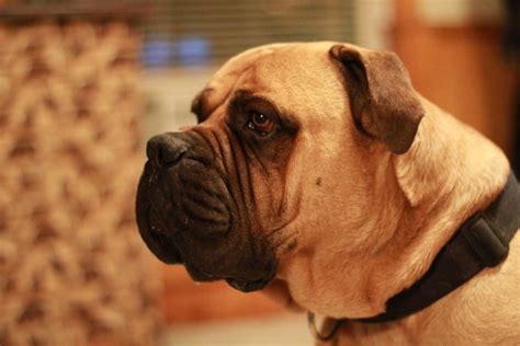 How much exercise does a Bullmastiff need - Barkercise