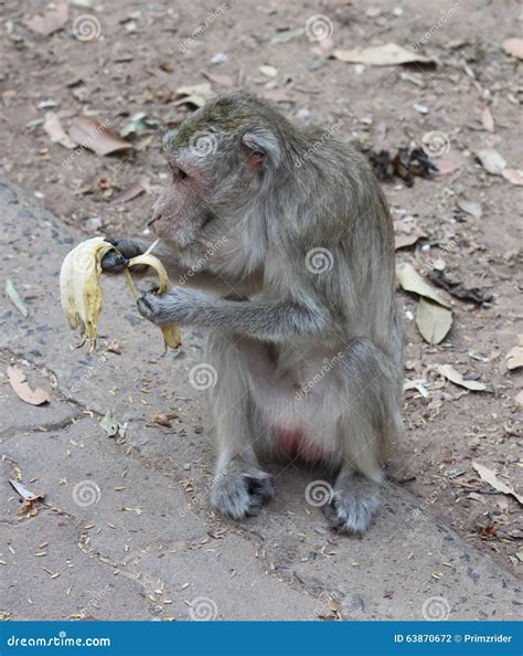 Monkeys eat bananas stock photo. Image of furry, fight - 63870672