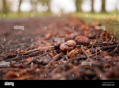 Conker Tree Leaves High Resolution Stock Photography and Images - Alamy