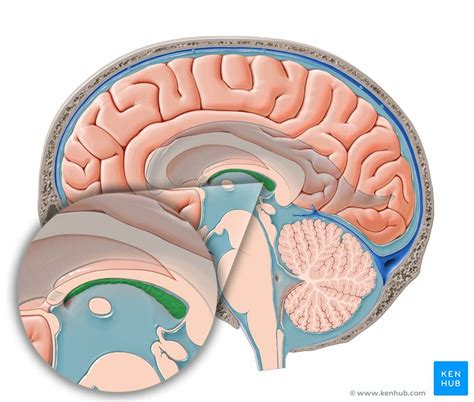 choroid plexus anatomy histology  clinical aspects kenhub