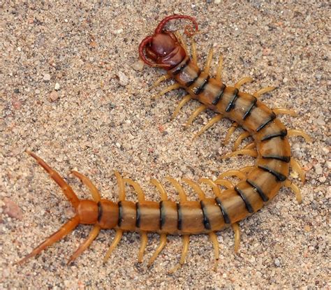 Giant Desert Centipede Bite