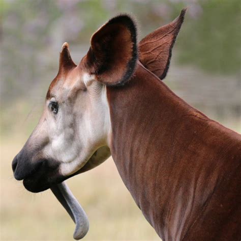 Okapi