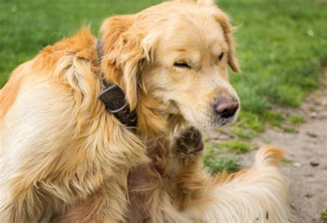 5 Common Reasons Your Dog is Scratching Himself